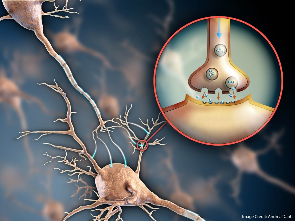 Improve Your Understanding of Neuron Essentials