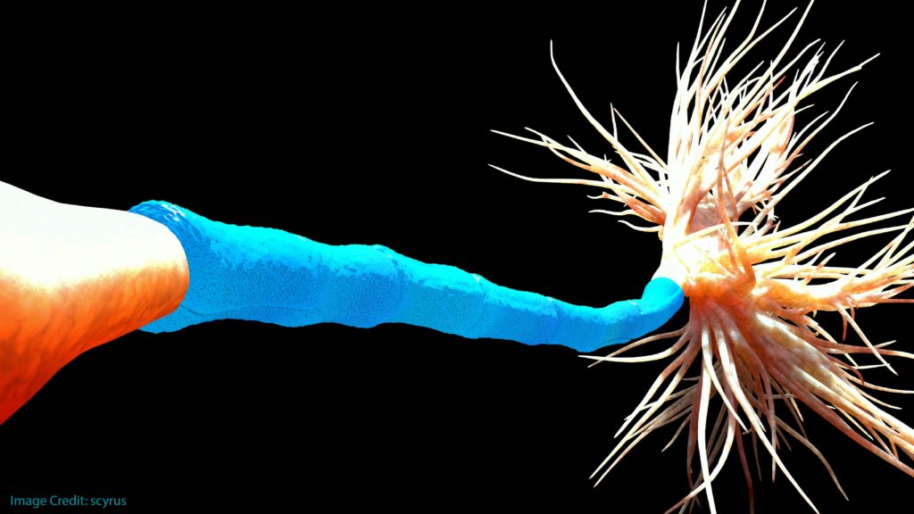 Neuroplasticity and Myelin: Fascinating Brain Mysteries