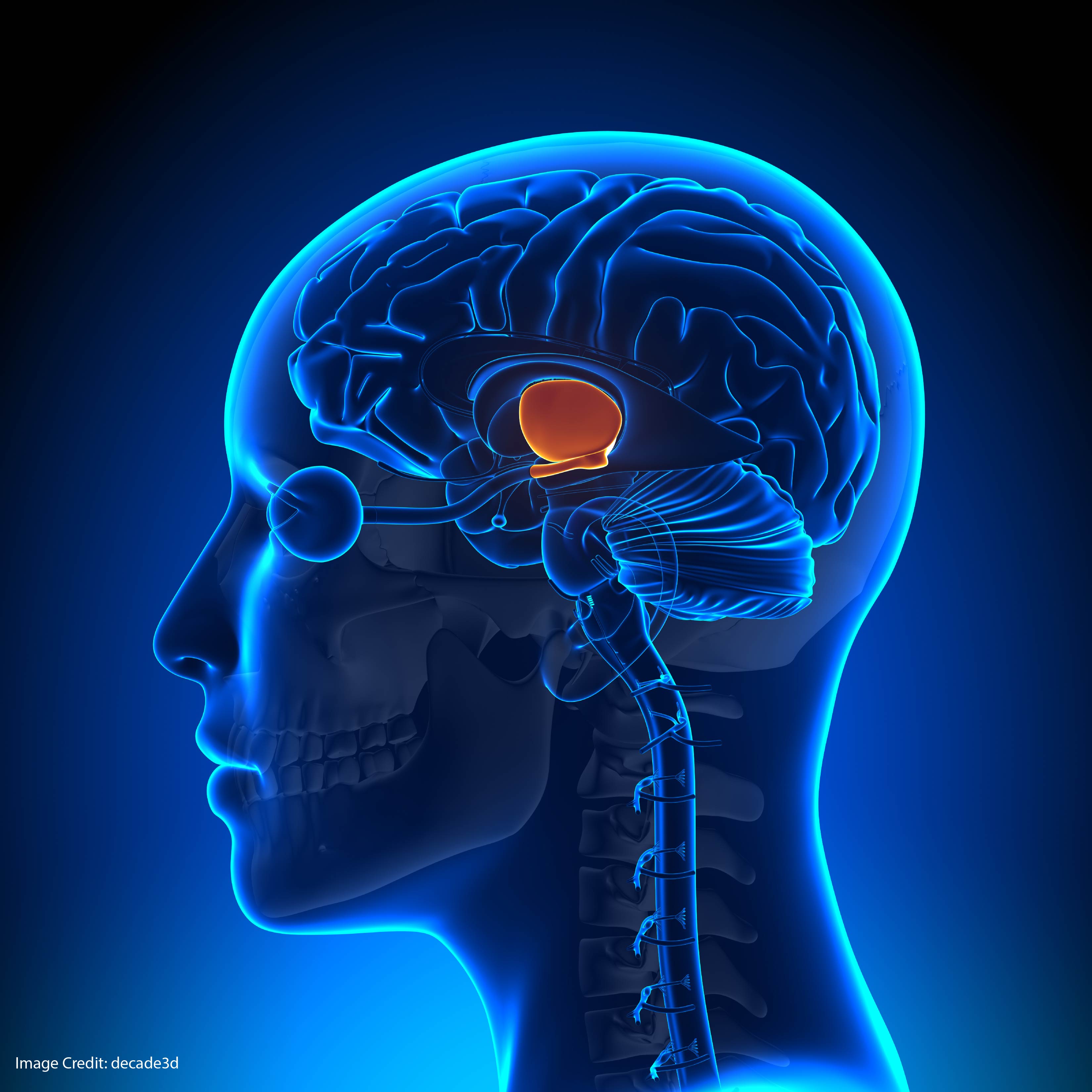 seductive allure of neuroscience