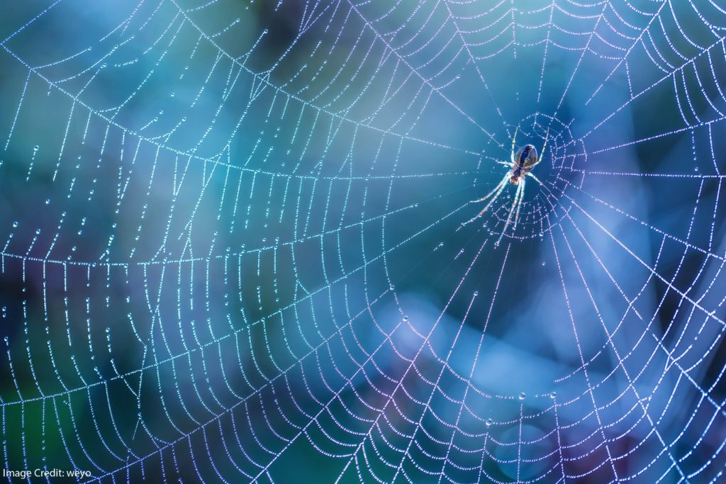 Spiders in Budapest: Deeper Understanding of the Brain