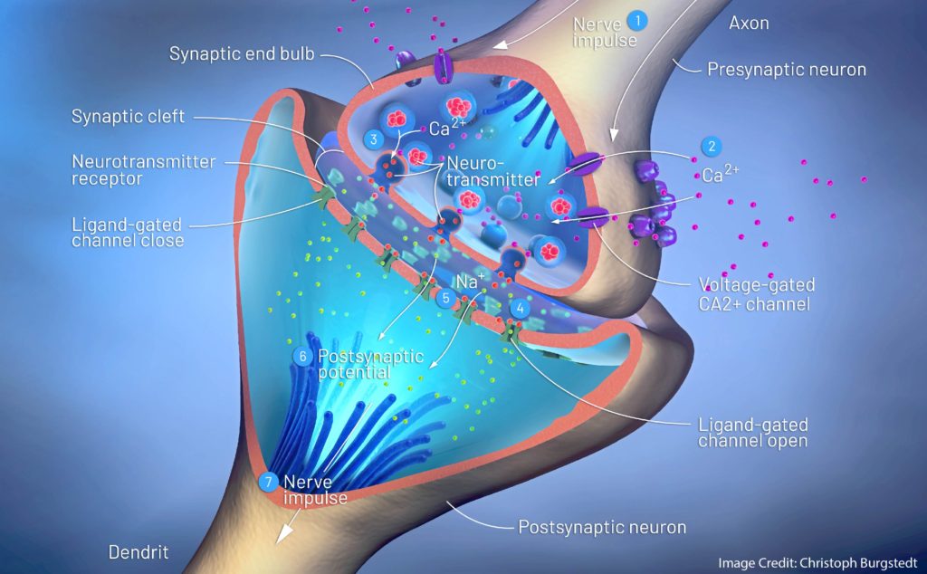 The Best-Known Neural Model of Learning Might be Substantially Wrong
