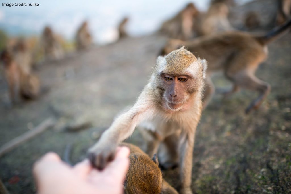 “How You Got to Be So Smart”: The Evolution of our Brains