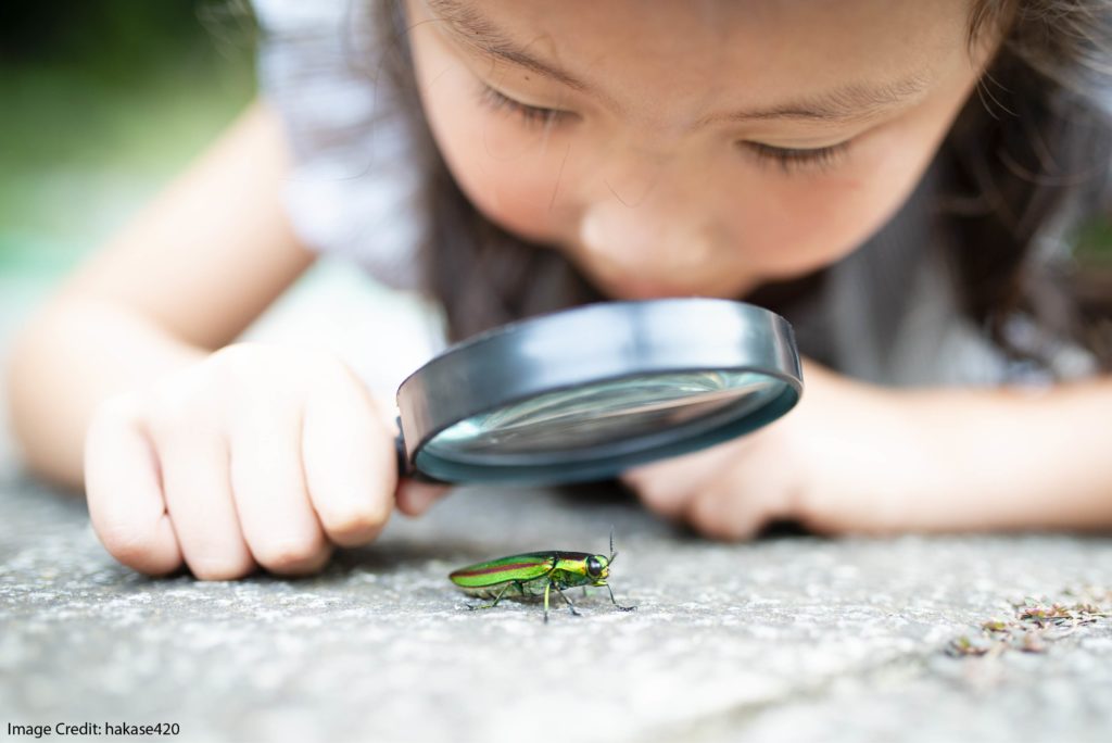 Fostering Curiosity in the Classroom: “What Percentage of Animals are Insects?”